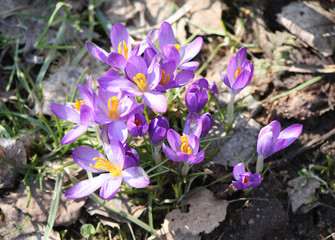 Spring purple crocus flowers