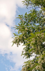 White acacia flowers.