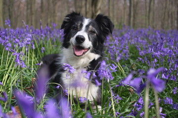 Pretty in the bluebells