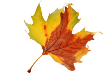 Plane tree leaf isolated on white background