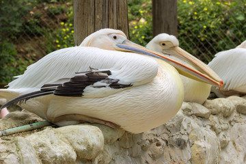 Pelican at the zoo.