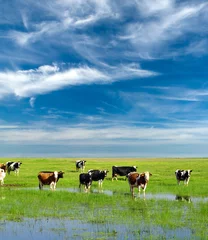 Papier Peint photo autocollant Vache Vaches qui paissent au pâturage