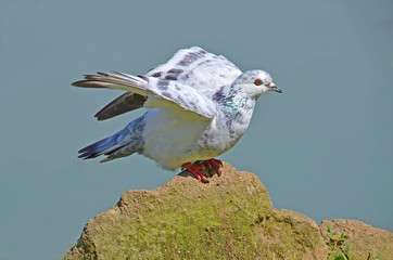 white pigeon that takes flight