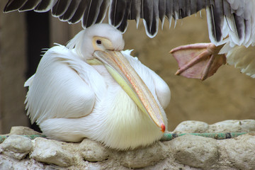 Pelican.