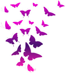 butterflies design