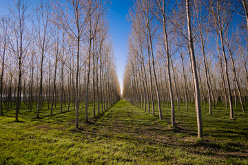 Forest of poplar trees