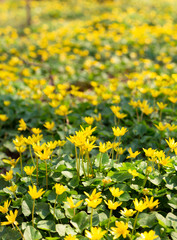 Obraz premium yellow flowers