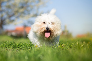 Coton de tulear dog portrait on bright sunny day