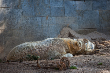 schlafender Eisbär