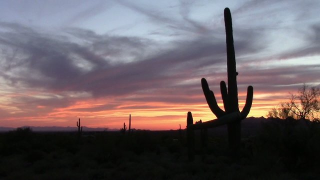 Saguaro Cactus  sunset in the Superstition Mountains AZ