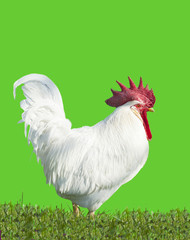rooster
