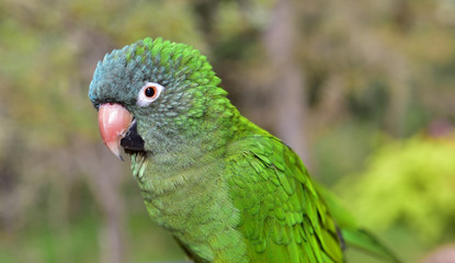 Pet Blue Crown Conure