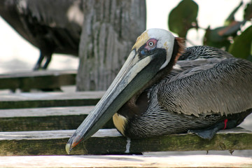 Pelican