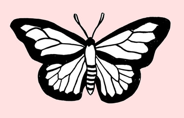 Hand drawn butterfly