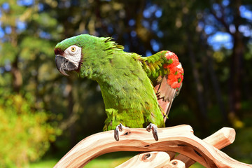 Severe Macaw