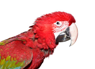 Green Wing Macaw isolated on white