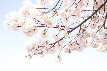Spring cherry blossom Sakura