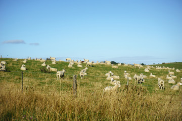 New Zealand farmland with grazing pasture.