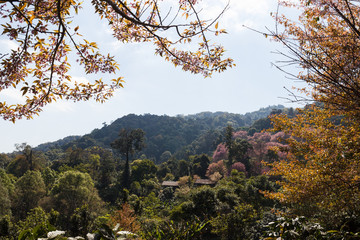 blooming pink flower of Wild Himalayan Cherry with blue sky back