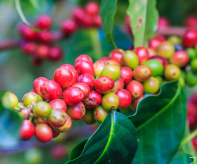 Arabica coffee beans