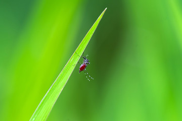 Mosquito on green grass