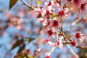 blooming pink flower of Wild Himalayan Cherry