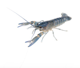 crawfish alive one isolated on white, close up