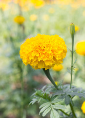 Marigolds (Tagetes erecta, Mexican marigold, Aztec marigold, Afr
