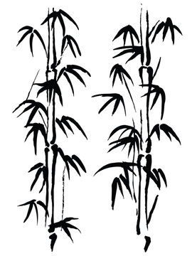 Black and white illustration. Bamboo