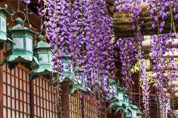 Wisteria flowers and lanterns.