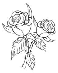 Roses Vector Drawing