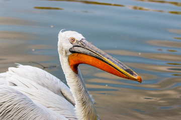 Dalmatian Pelican