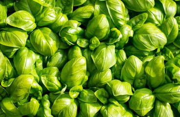 green aromatic Mediterranean basil leaves all close together