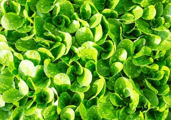 green leaves Salad in the garden of the home garden