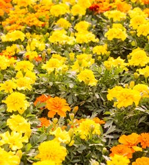 yellow flowers in the meadow