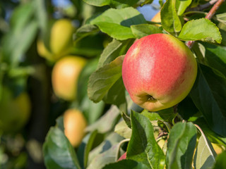 Apfel - Elstar - Apfelbaum - Gesundheit - Fitness