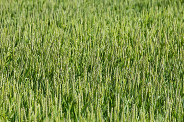 green wheat field