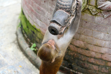 Monkey drinking from a public fountain. Swayambunath temple, Nep