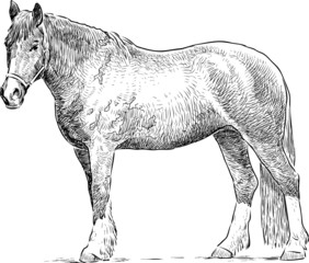 standing horse
