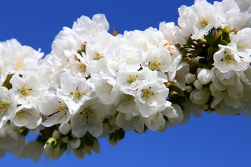 Kirschblüte - Cherry blossom