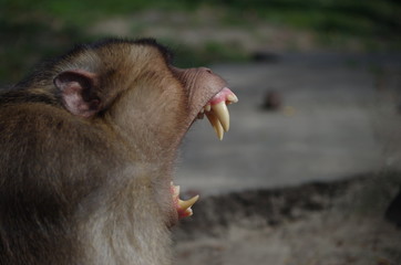 brüllender schweinsaffe