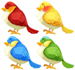 Birds