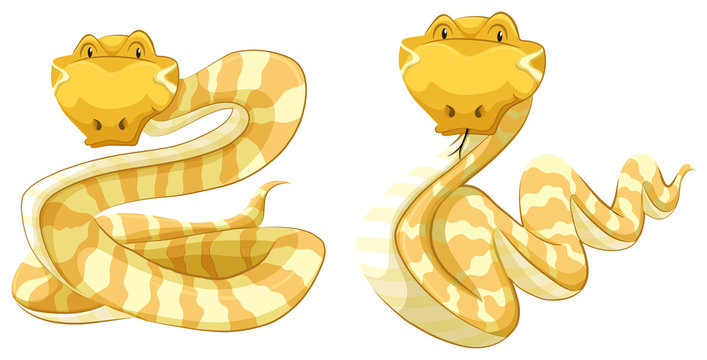 Snakes