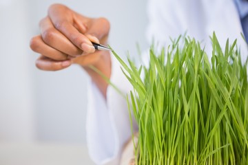 Scientist examining sprouts