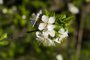 flower in spring