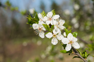 flower in spring