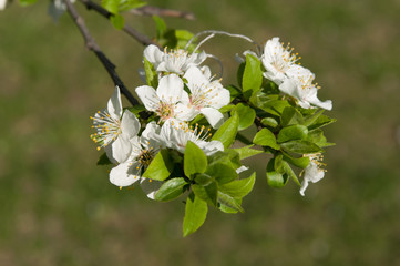 flower in spring
