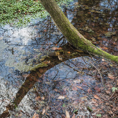 tree in pond