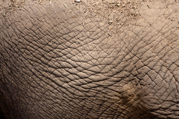 Closeup of an elephant skin