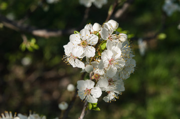 flower in spring
